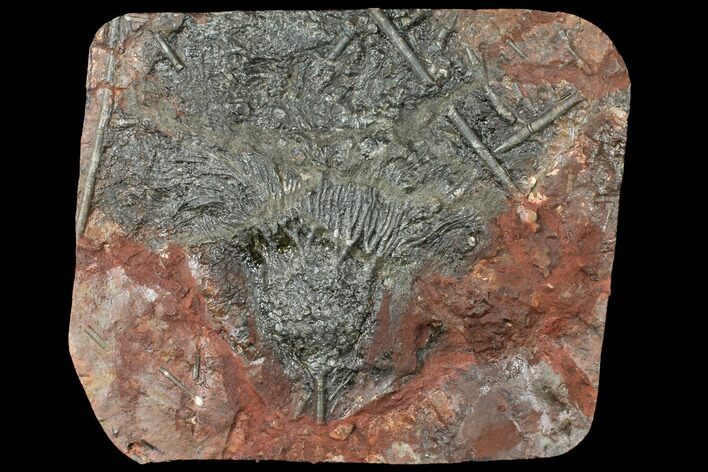 Silurian Fossil Crinoid (Scyphocrinites) Plate - Morocco #134254